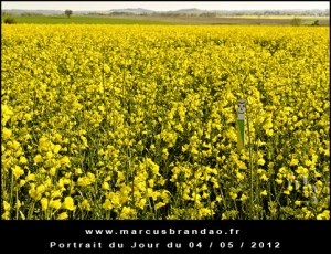 Portrait-du-Jour-2012-05-04