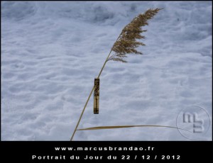 Portrait-du-Jour-2012-12-22