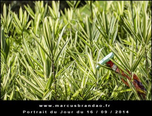 Portrait-du-Jour-2014-09-16