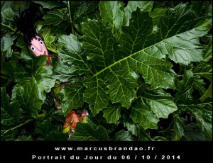 Portrait-du-Jour-2014-10-06