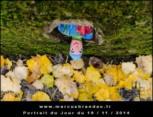 Portrait-du-Jour-2014-11-19